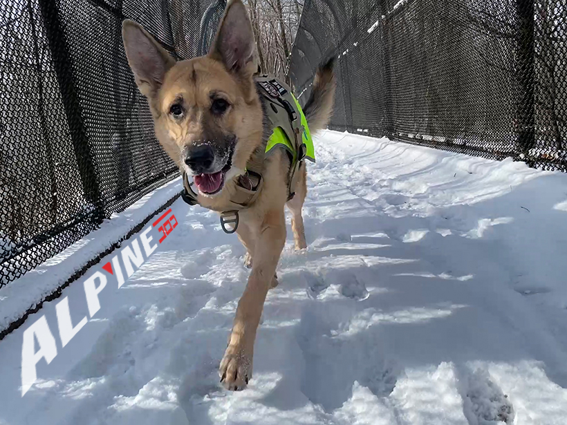Luna the GSD- John Boarman- Alpyne 365- SPAKL Inspiration- Snow